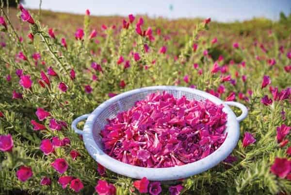 تصویر 3 از قیمت گل گاوزبان عمده با کیفیت ارزان + خرید عمده